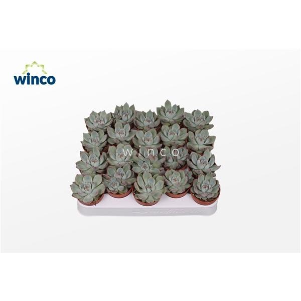 Горшечные цветы и растения оптом Echeveria Lindsyana от 20шт (для телеги) из Голландии с доставкой по России
