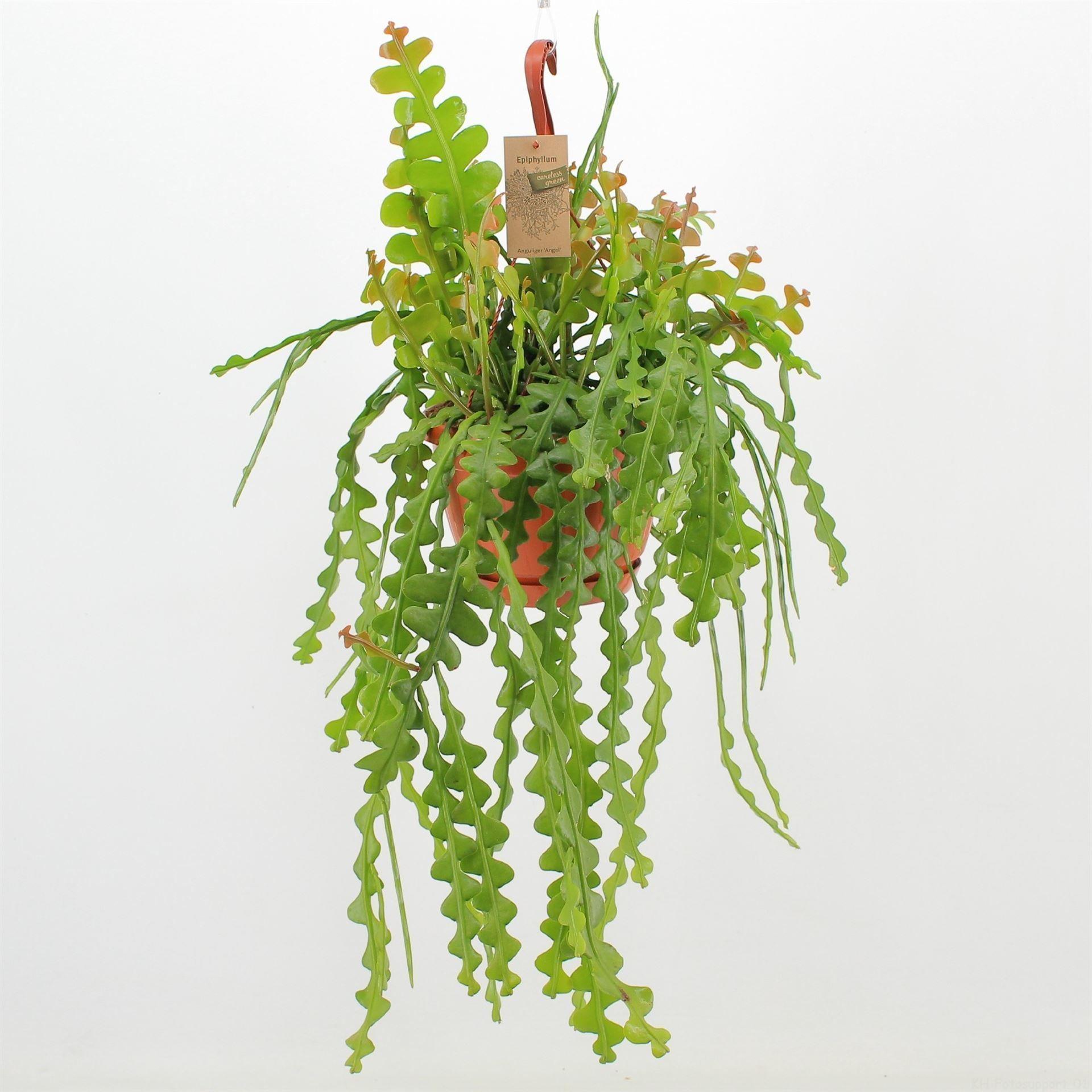 Горшечные цветы и растения оптом Epiphyllum Anguliger от 1шт из Голландии с доставкой по России