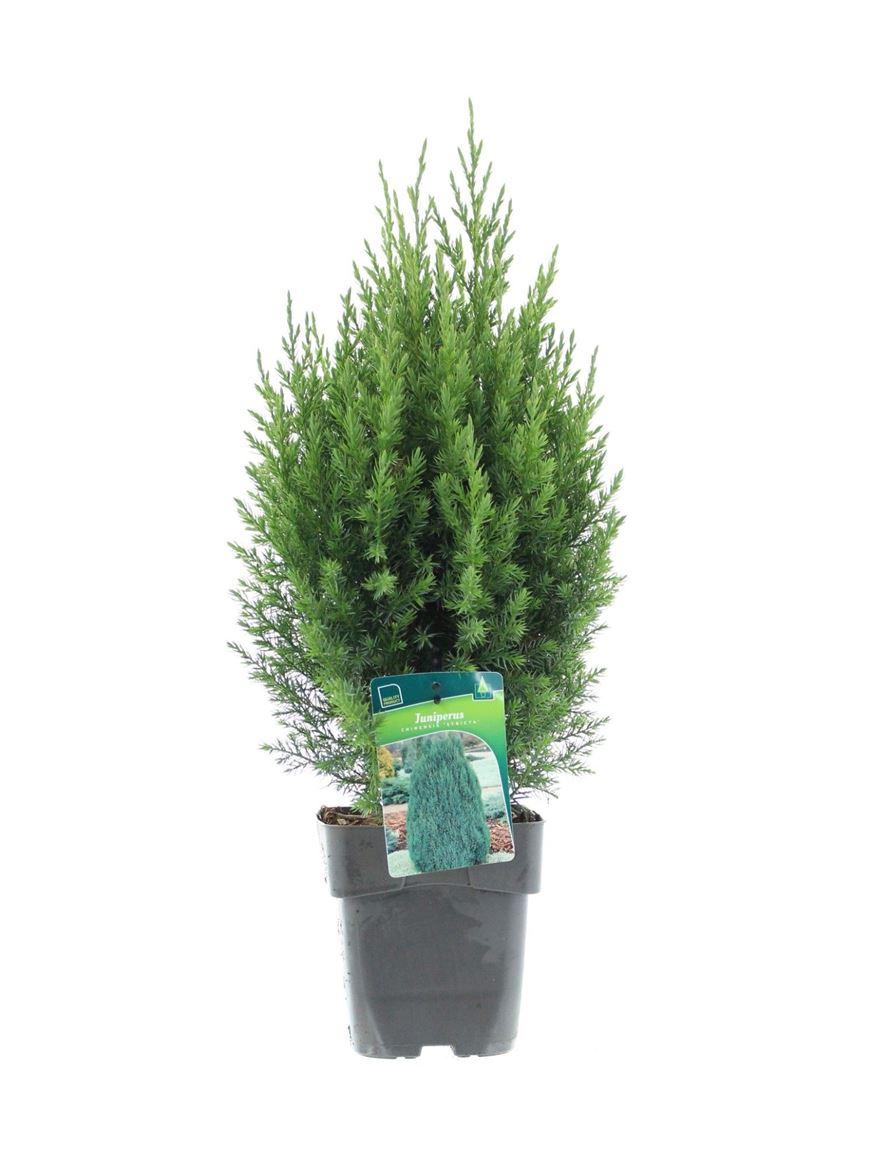 Горшечные цветы и растения оптом Juniperus Chin Stricta от 1шт из Голландии с доставкой по России