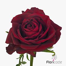 Срезанные цветы оптом Rosa large ever red от 80шт из Голландии с доставкой по России