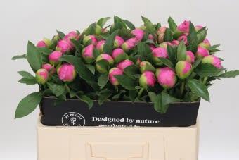 Срезанные цветы оптом Paeonia monsieur jules elie от 80шт из Голландии с доставкой по России