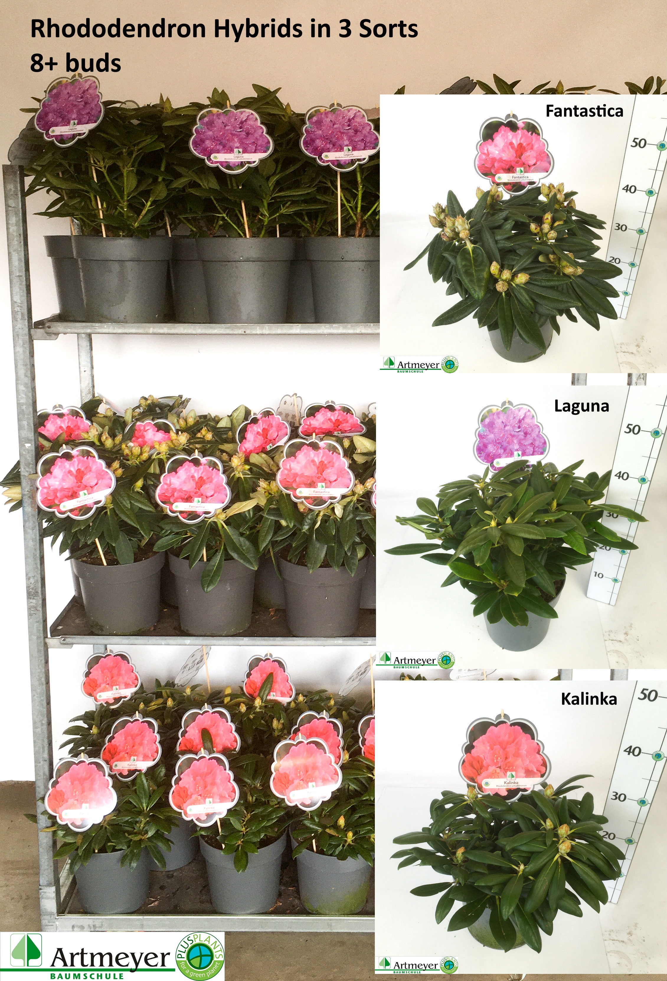 Горшечные цветы и растения оптом Rhod Ya Ov от 1шт из Голландии с доставкой по России