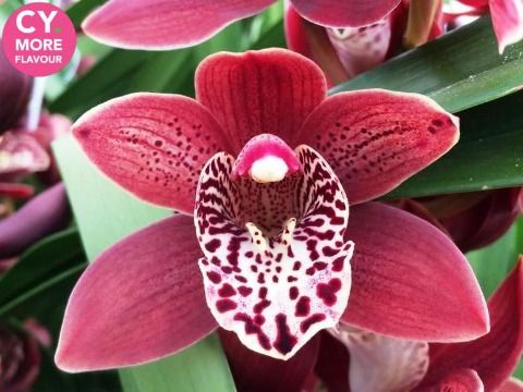 Срезанные цветы оптом Minicymbidium going west от 4шт. из Голландии с доставкой по России