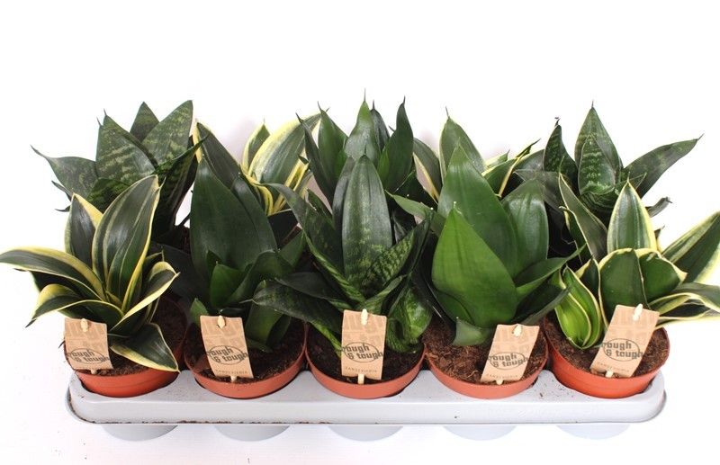 Горшечные цветы и растения оптом Sansevieria Hahnii Mix от 10шт из Голландии с доставкой по России
