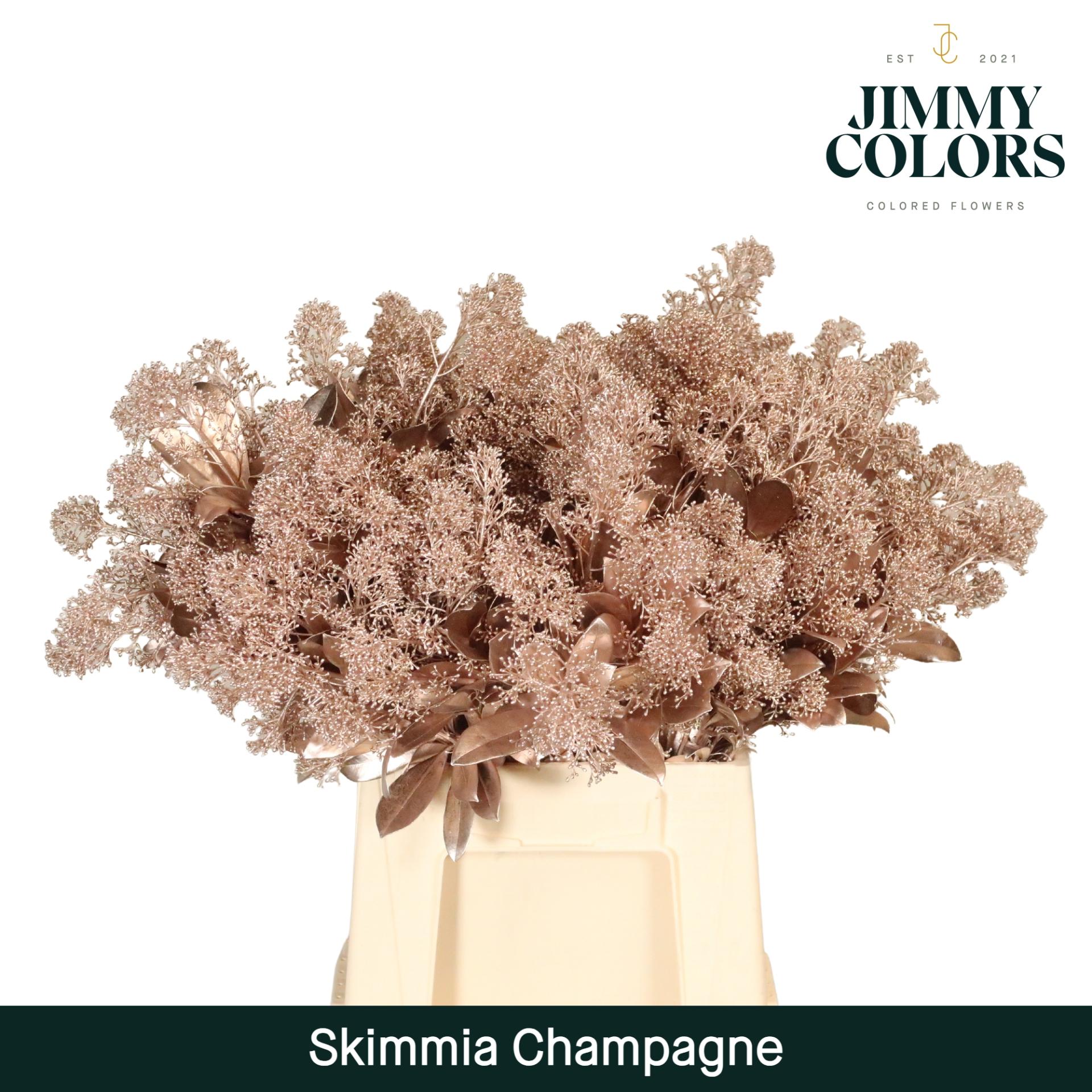 Срезанные цветы оптом Skimmia paint champagne + glitter от 10шт из Голландии с доставкой по России
