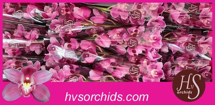 Срезанные цветы оптом Cymbidium pink braemar от 12шт из Голландии с доставкой по России