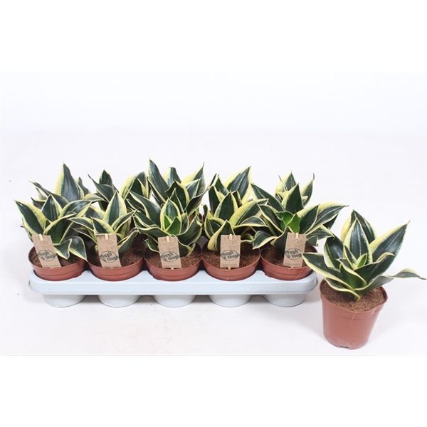 Горшечные цветы и растения оптом Sansevieria Golden Hahnii Black от 10шт из Голландии с доставкой по России