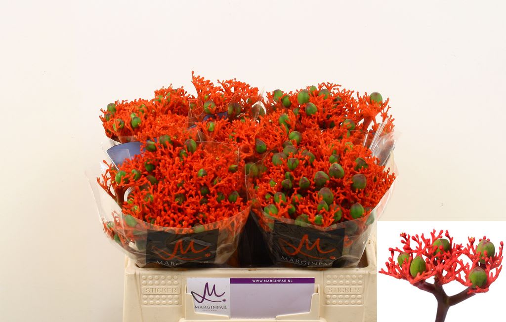 Срезанные цветы оптом Jatropha firecracker от 60шт из Голландии с доставкой по России