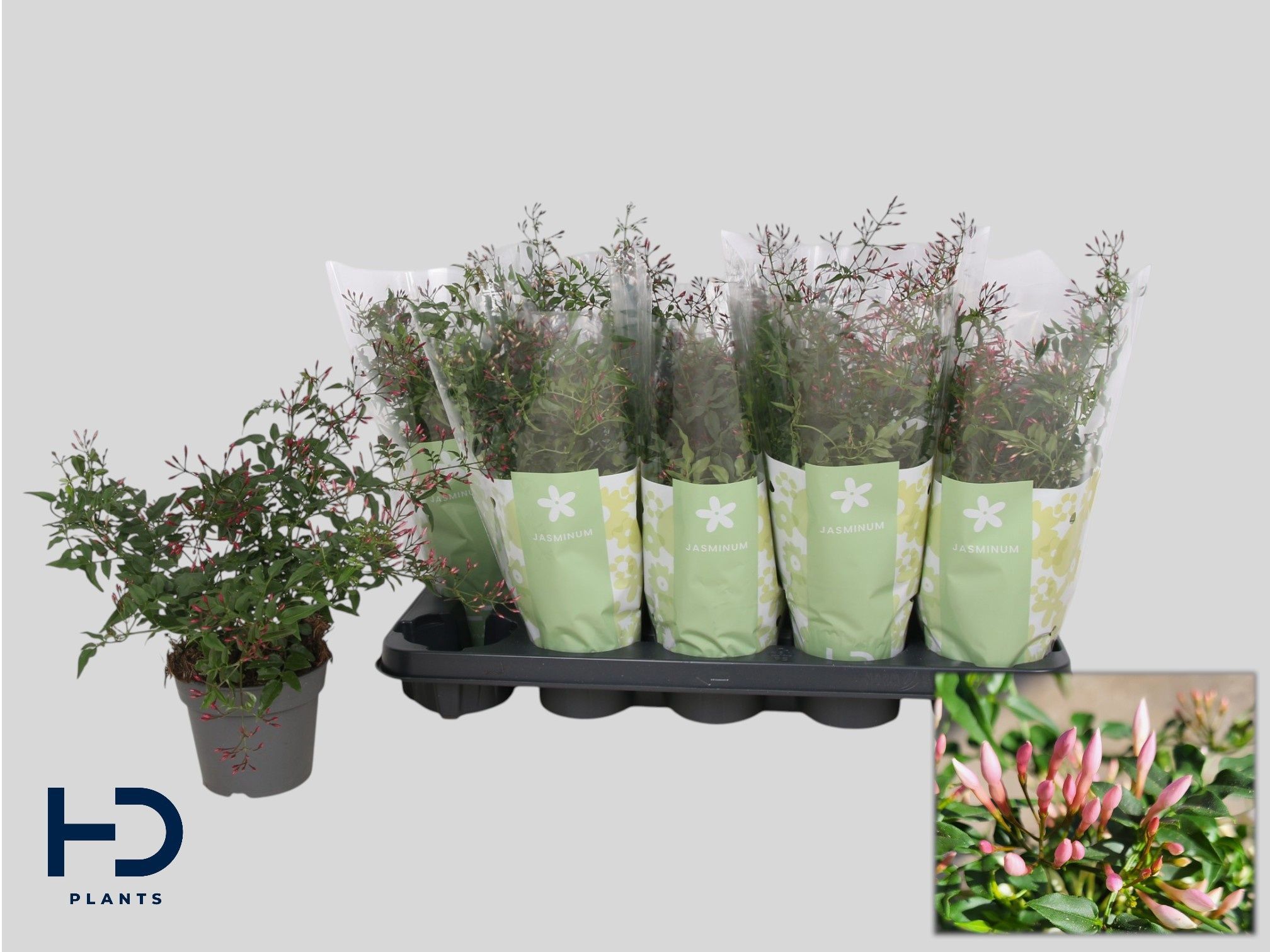 Горшечные цветы и растения оптом Jasm Polyanthum Rz от 10шт из Голландии с доставкой по России