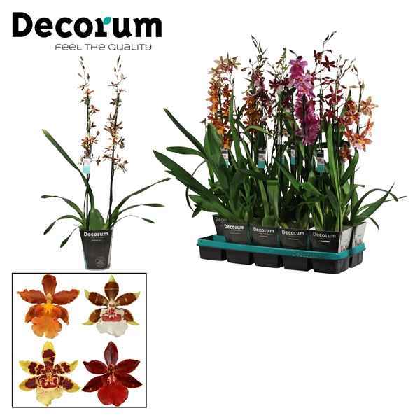 Горшечные цветы и растения оптом Cambria 2st Mix (decorum) от 10шт из Голландии с доставкой по России