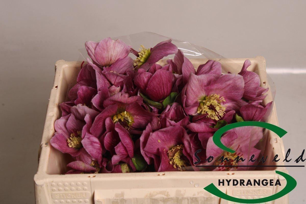 Срезанные цветы оптом Helleborus bella pink от 40шт из Голландии с доставкой по России