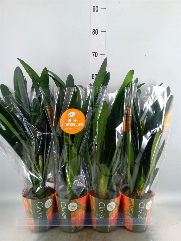 Горшечные цветы и растения оптом Clivia Miniata от 8шт из Голландии с доставкой по России