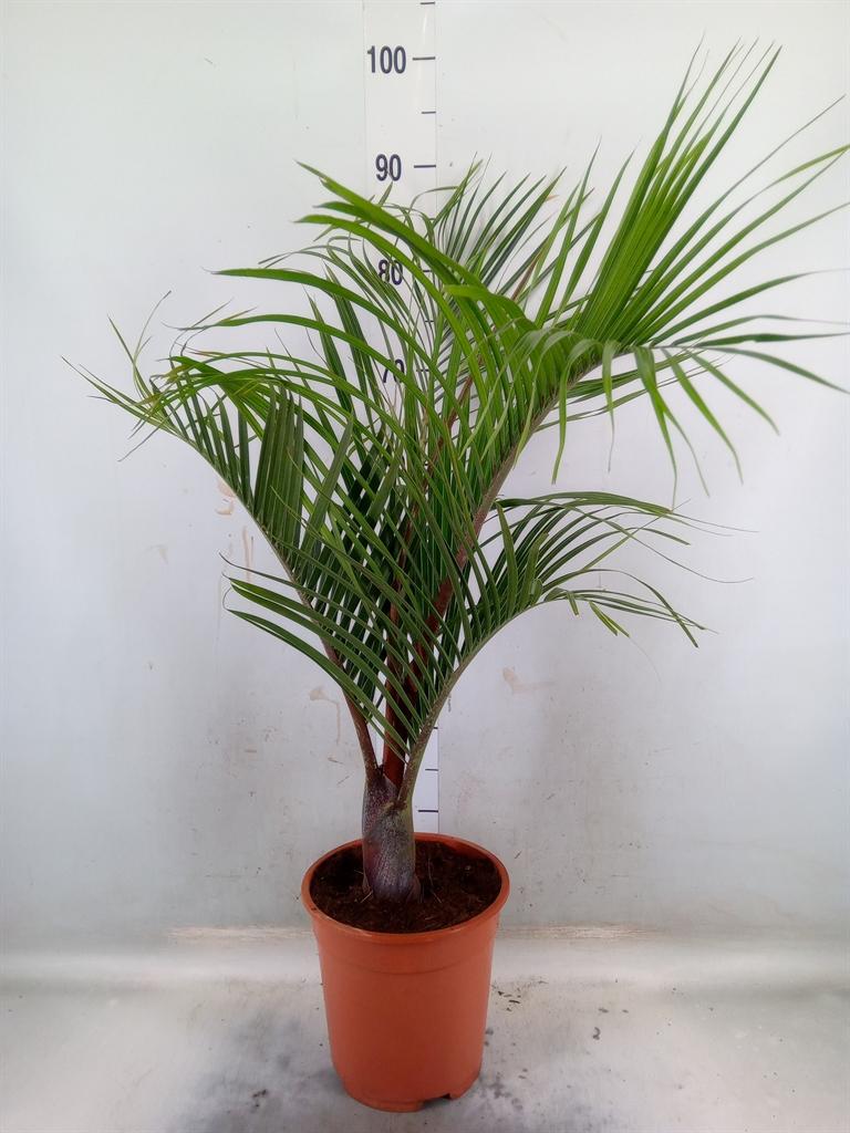 Горшечные цветы и растения оптом Mascarena Verschaffeltii от 1шт из Голландии с доставкой по России