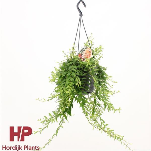 Горшечные цветы и растения оптом Aeschynanthus Japhrolepis Hanging Pot от 7шт из Голландии с доставкой по России