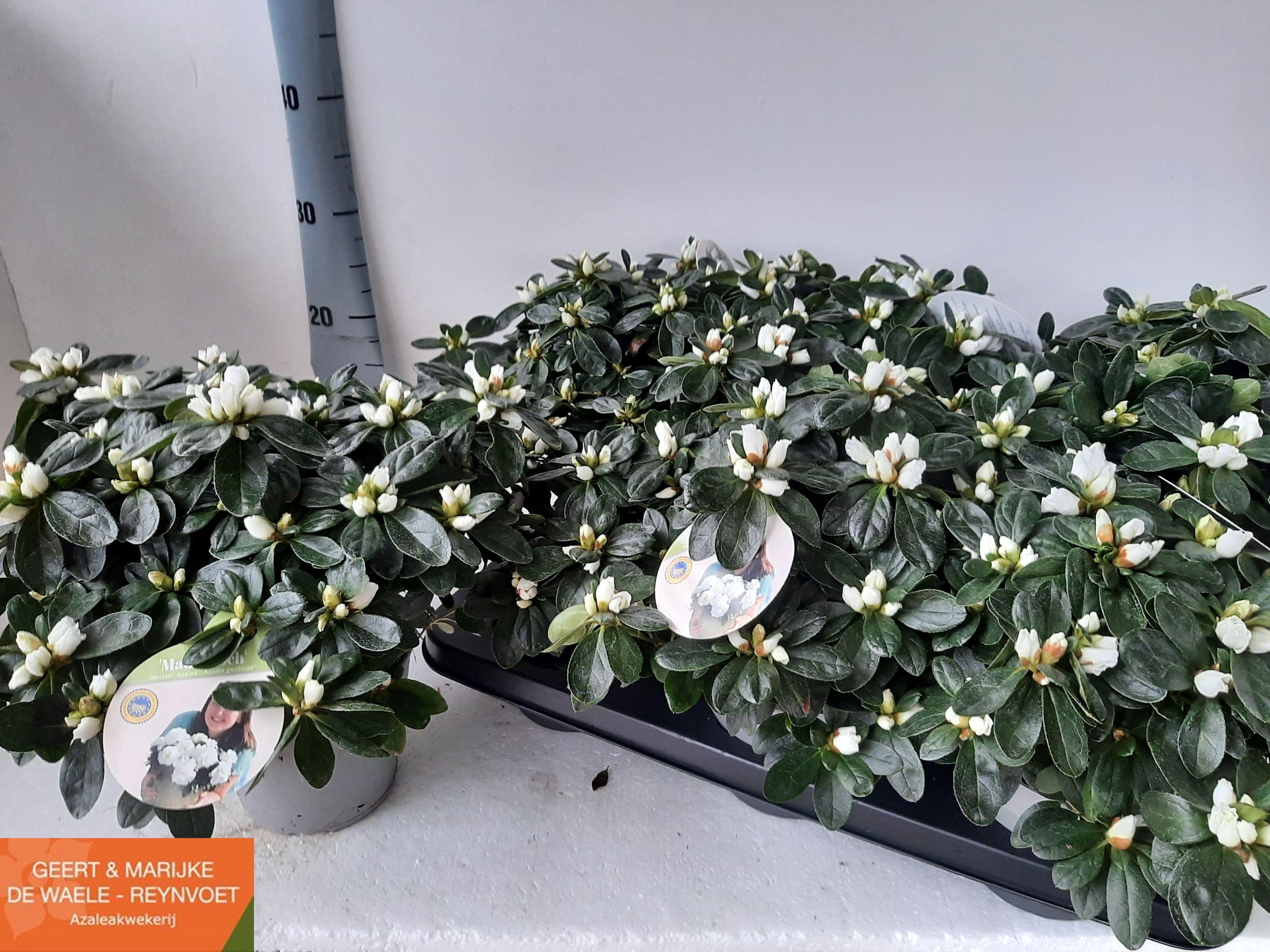 Горшечные цветы и растения оптом Rhodo Si Witte Vogel от 6шт из Голландии с доставкой по России