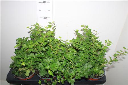 Горшечные цветы и растения оптом Hed He Wonder от 8шт из Голландии с доставкой по России