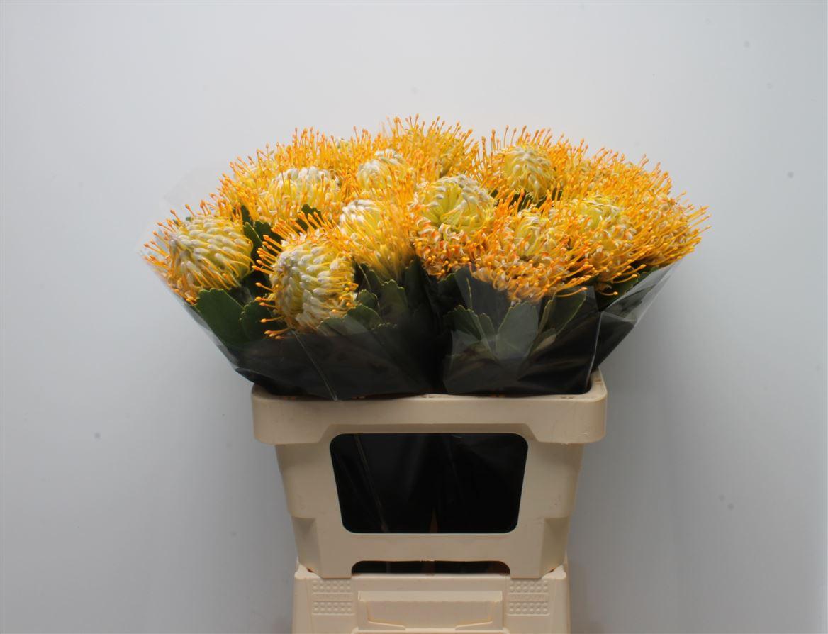 Срезанные цветы оптом Nutans super gold от 5шт. из Голландии с доставкой по России