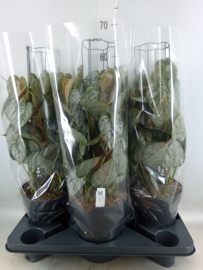 Горшечные цветы и растения оптом Philodendron Brandtianum от 3шт из Голландии с доставкой по России