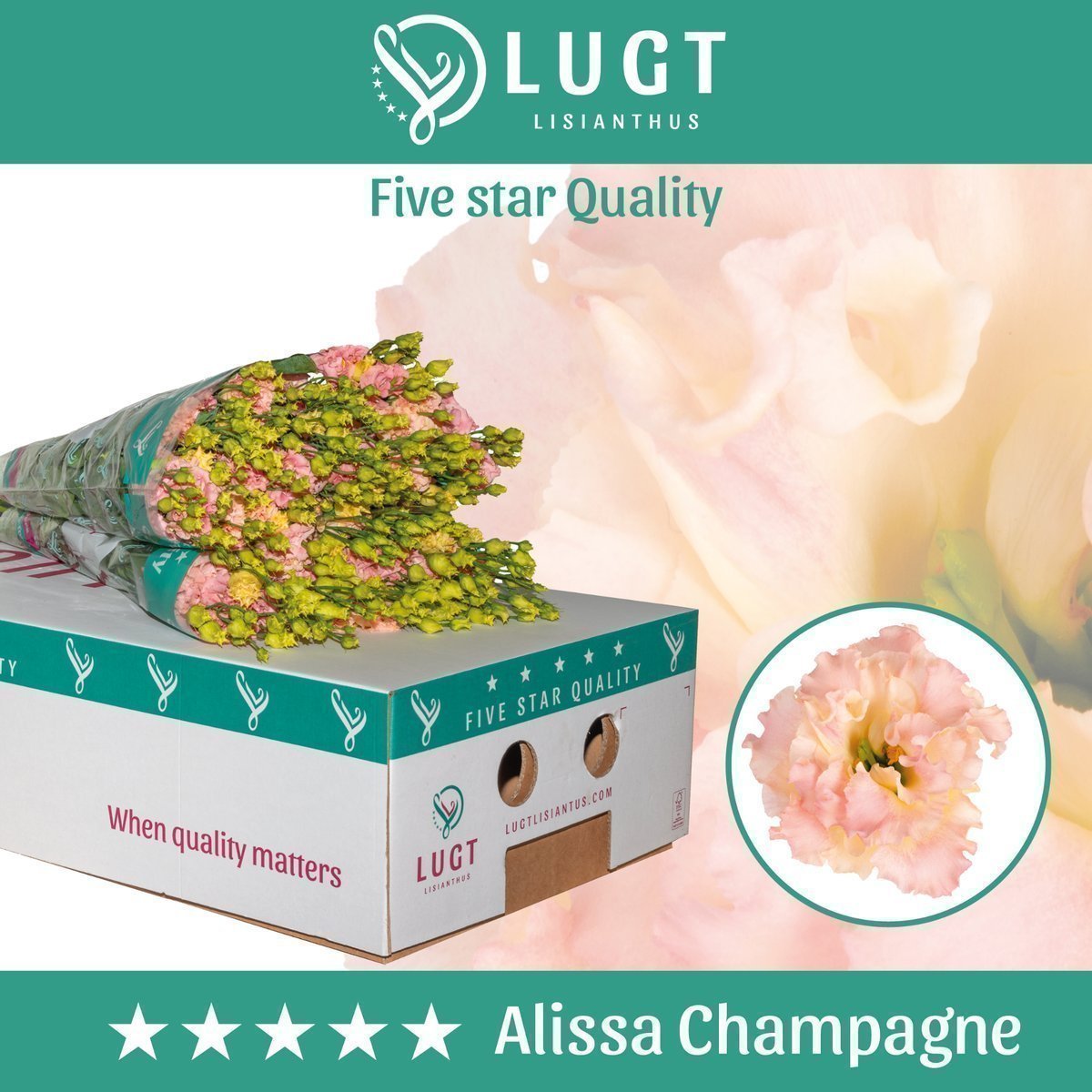 Срезанные цветы оптом Lisianthus do alissa champagne от 140шт. из Голландии с доставкой по России