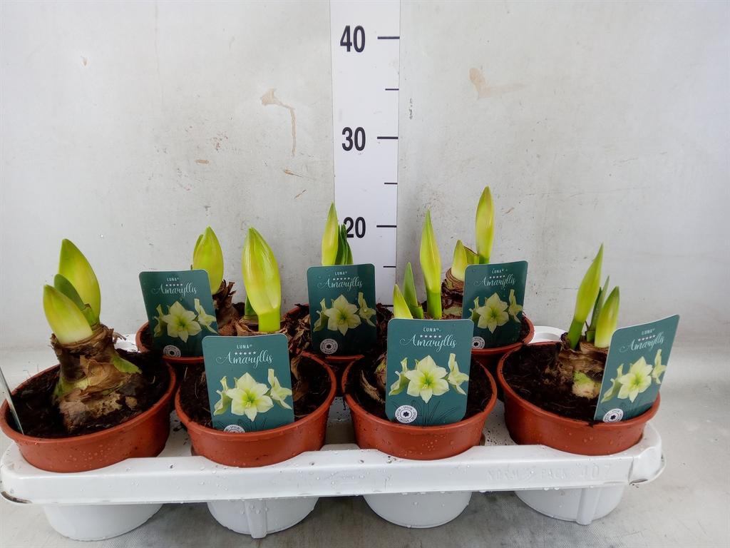 Горшечные цветы и растения оптом Hippeastrum   ... от 7шт из Голландии с доставкой по России