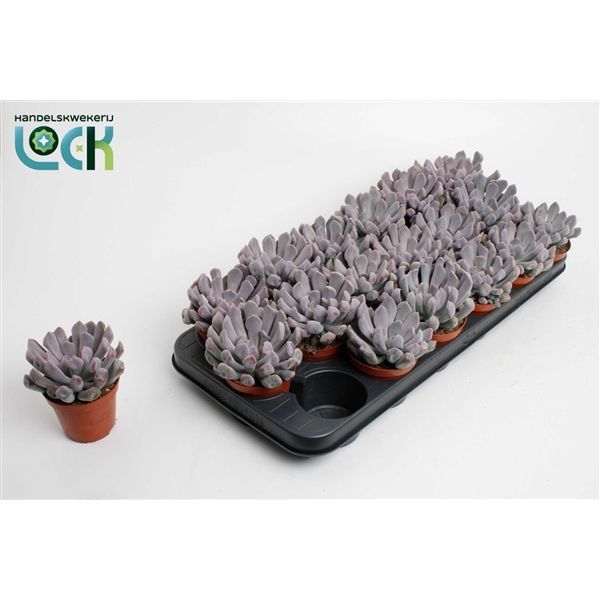 Горшечные цветы и растения оптом Echeveria Monica от 12шт из Голландии с доставкой по России