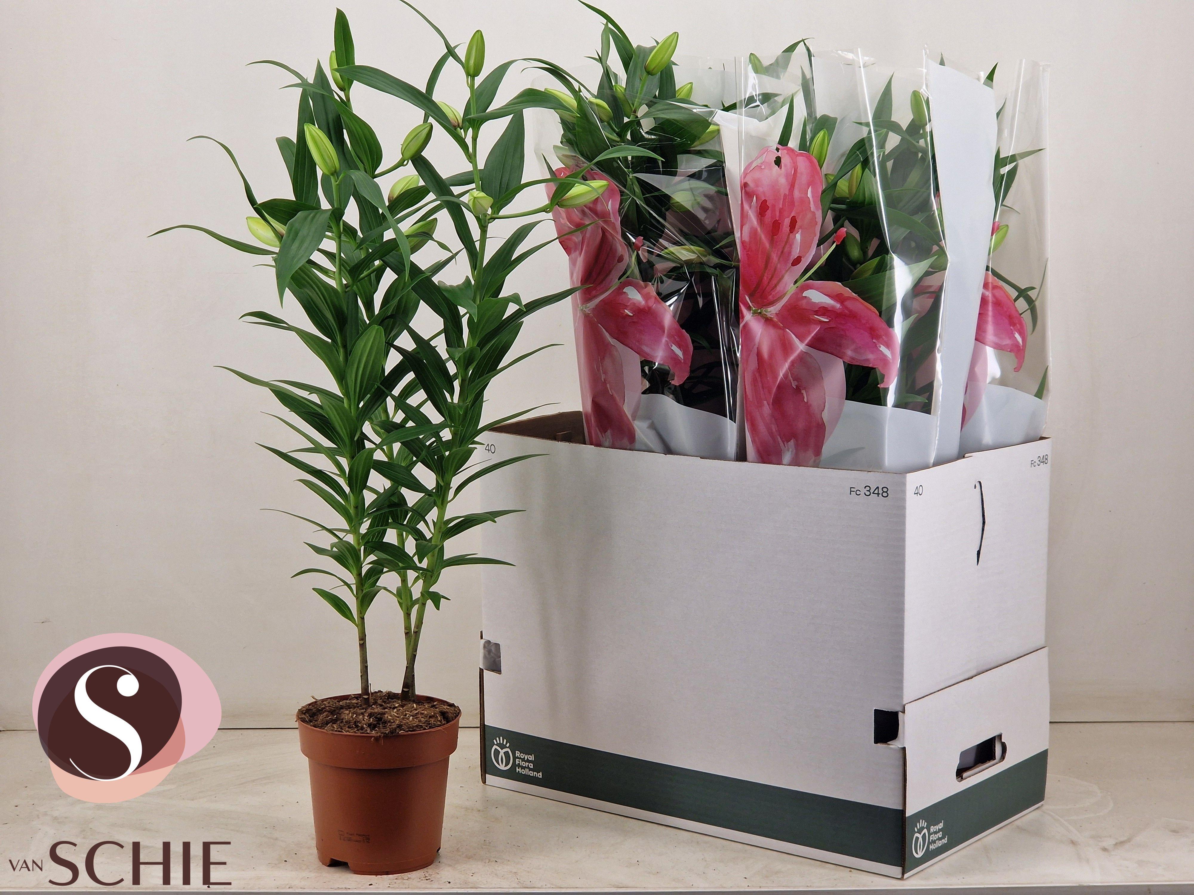 Горшечные цветы и растения оптом Lil Or Rosel Esra от 6шт из Голландии с доставкой по России