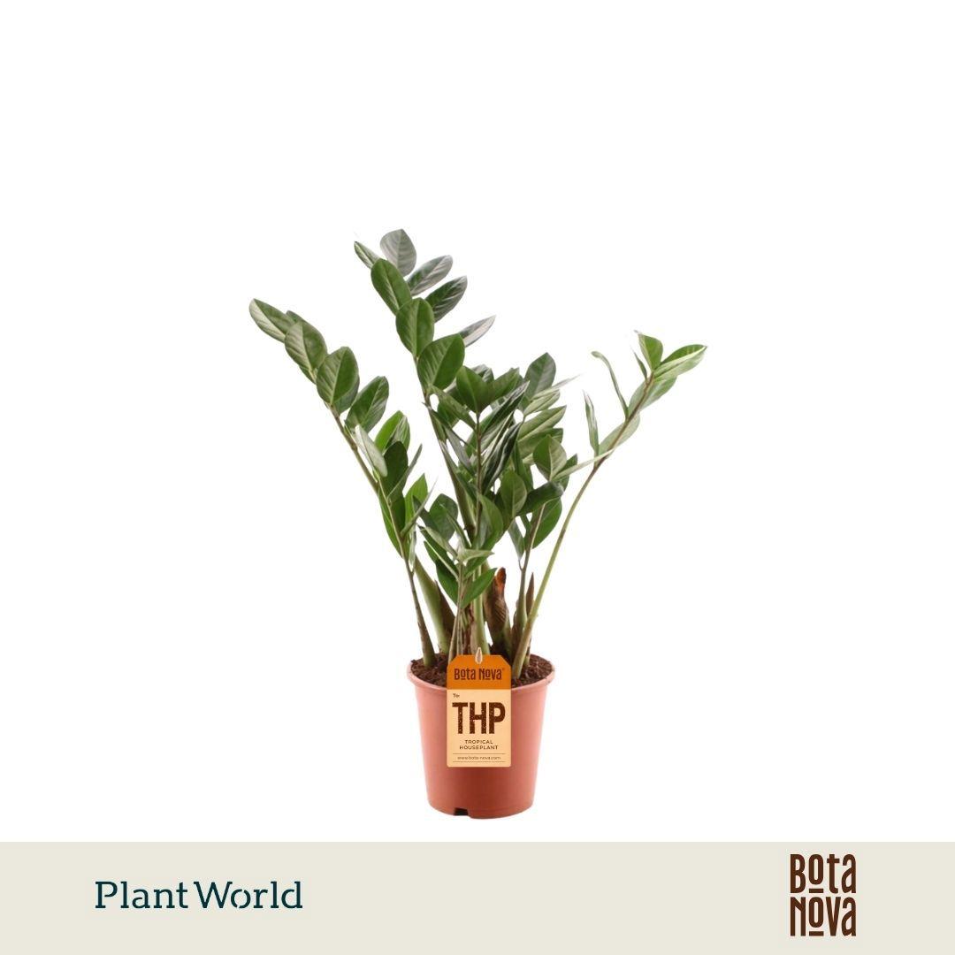 Горшечные цветы и растения оптом Zamioculcas 3+ от 10шт из Голландии с доставкой по России
