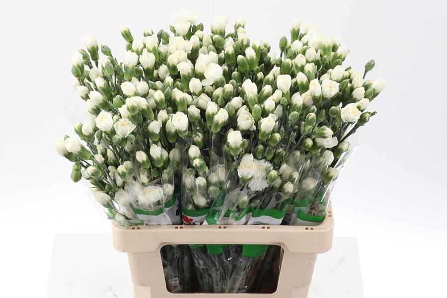 Срезанные цветы оптом Dianthus sp tarifa от 100шт из Голландии с доставкой по России