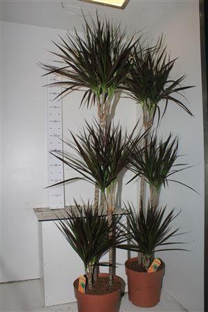 Горшечные цветы и растения оптом Dra Marg Magenta 90-45-15 Cm от 1шт из Голландии с доставкой по России