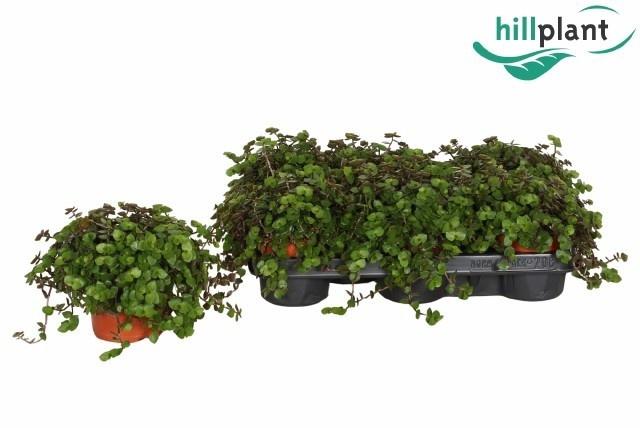 Горшечные цветы и растения оптом Callisia Elegans от 6шт из Голландии с доставкой по России