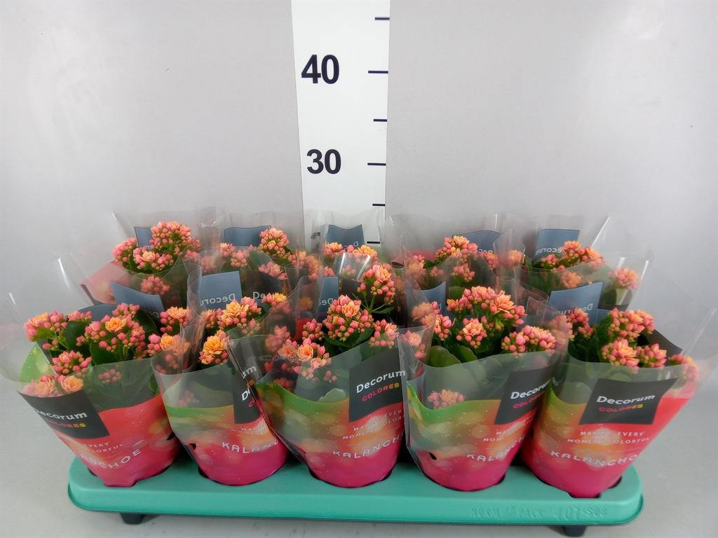 Горшечные цветы и растения оптом Kalanchoe Blos. serenity Apricot от 10шт из Голландии с доставкой по России