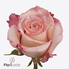 Срезанные цветы оптом Rosa large rhoslyn от 60шт из Голландии с доставкой по России