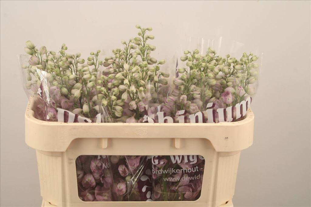 Срезанные цветы оптом Delphinium el du dewi fame от 30шт из Голландии с доставкой по России