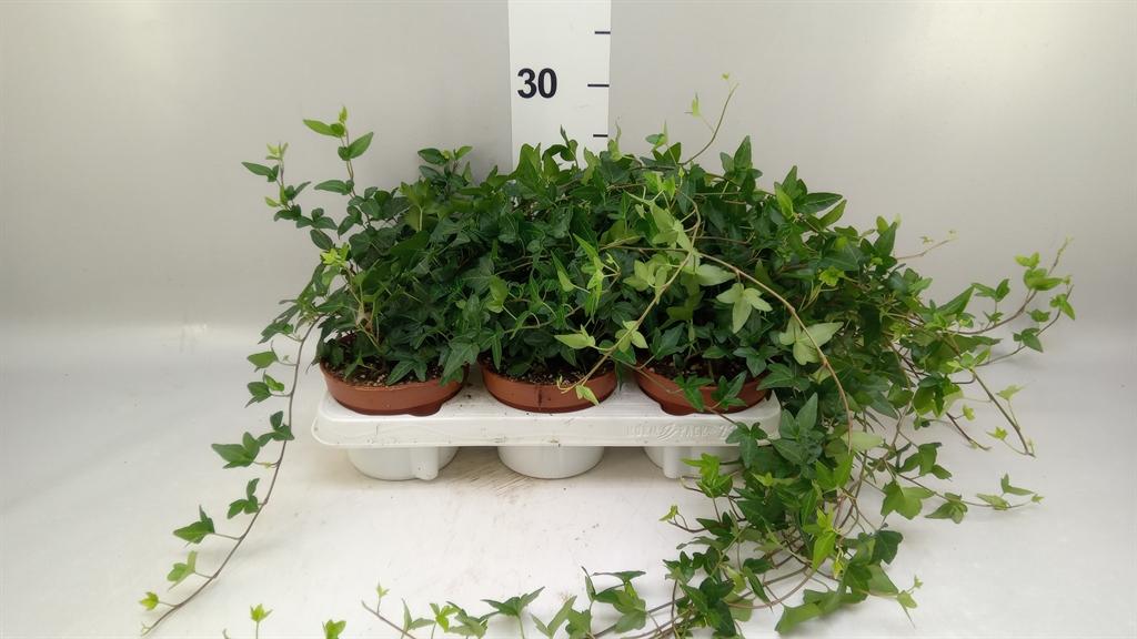 Горшечные цветы и растения оптом Hedera ...green Leafed от 6шт из Голландии с доставкой по России