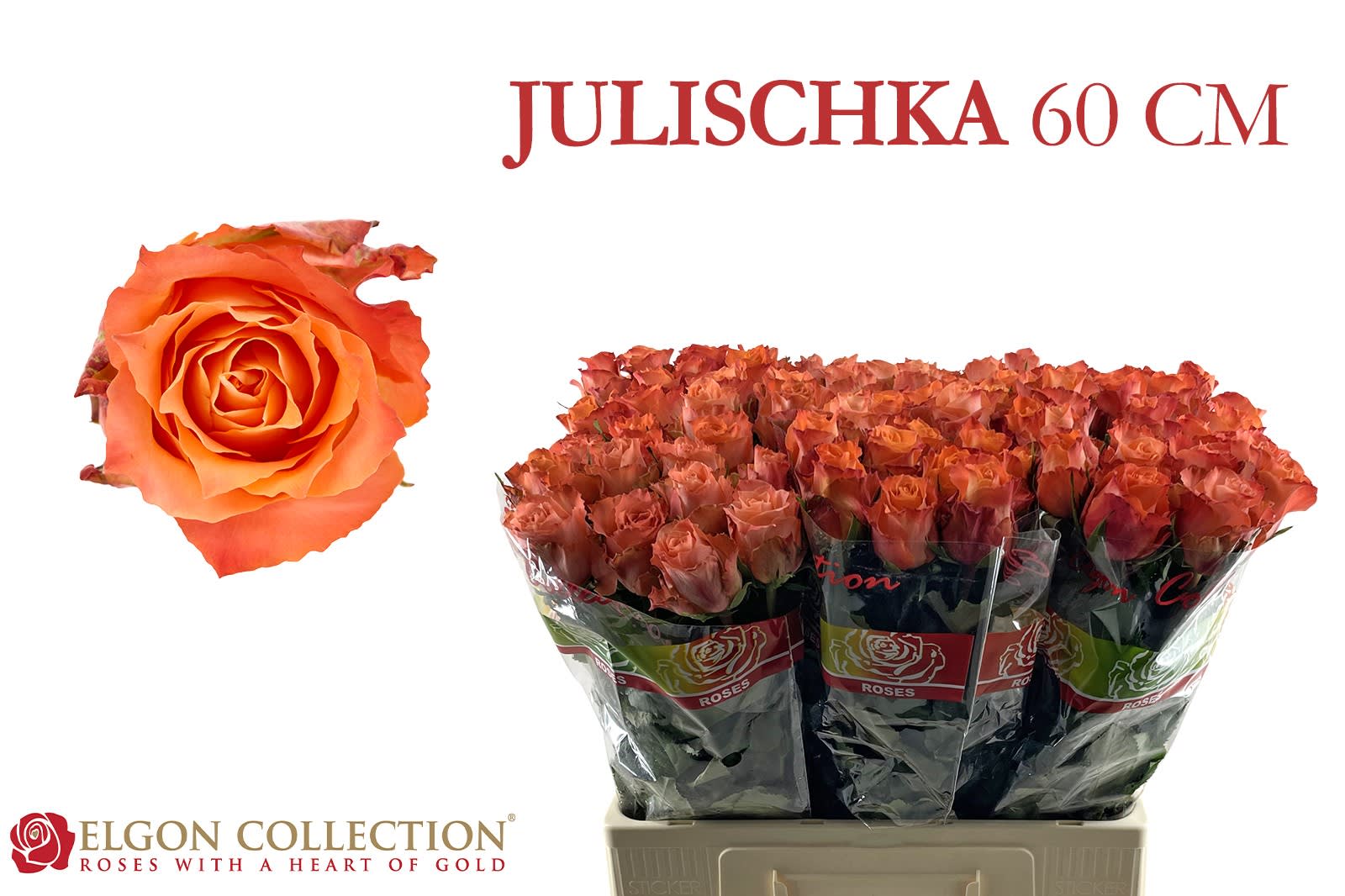 Срезанные цветы оптом Rosa large julischka от 280шт из Голландии с доставкой по России