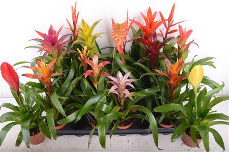 Горшечные цветы и растения оптом Bromelia Mix от 18шт (для телеги) из Голландии с доставкой по России