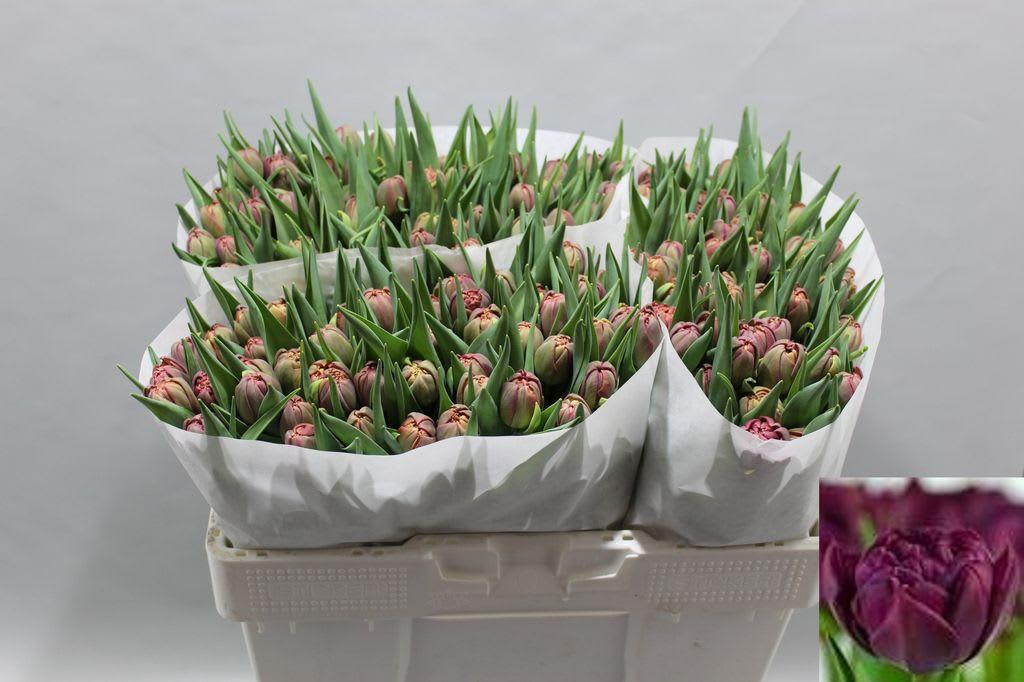Срезанные цветы оптом Tulipa do purple от 150шт из Голландии с доставкой по России