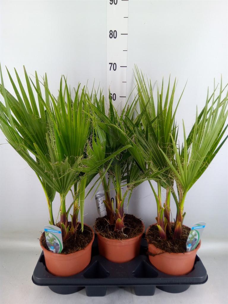 Горшечные цветы и растения оптом Washingtonia Filifera от 3шт из Голландии с доставкой по России