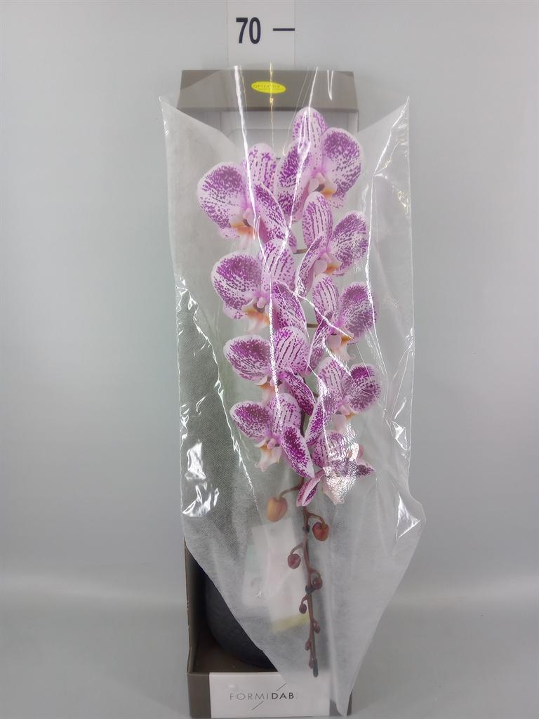 Горшечные цветы и растения оптом Phalaenopsis   ...lilac от 1шт из Голландии с доставкой по России