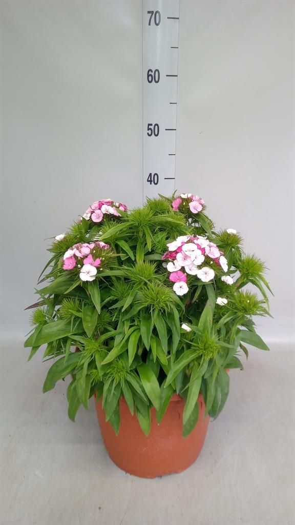 Горшечные цветы и растения оптом Dianthus Barb. от 1шт из Голландии с доставкой по России