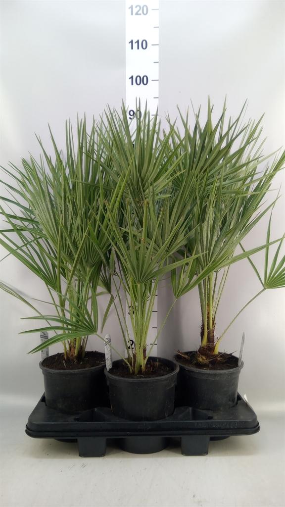 Горшечные цветы и растения оптом Chamaerops Humilis от 3шт из Голландии с доставкой по России