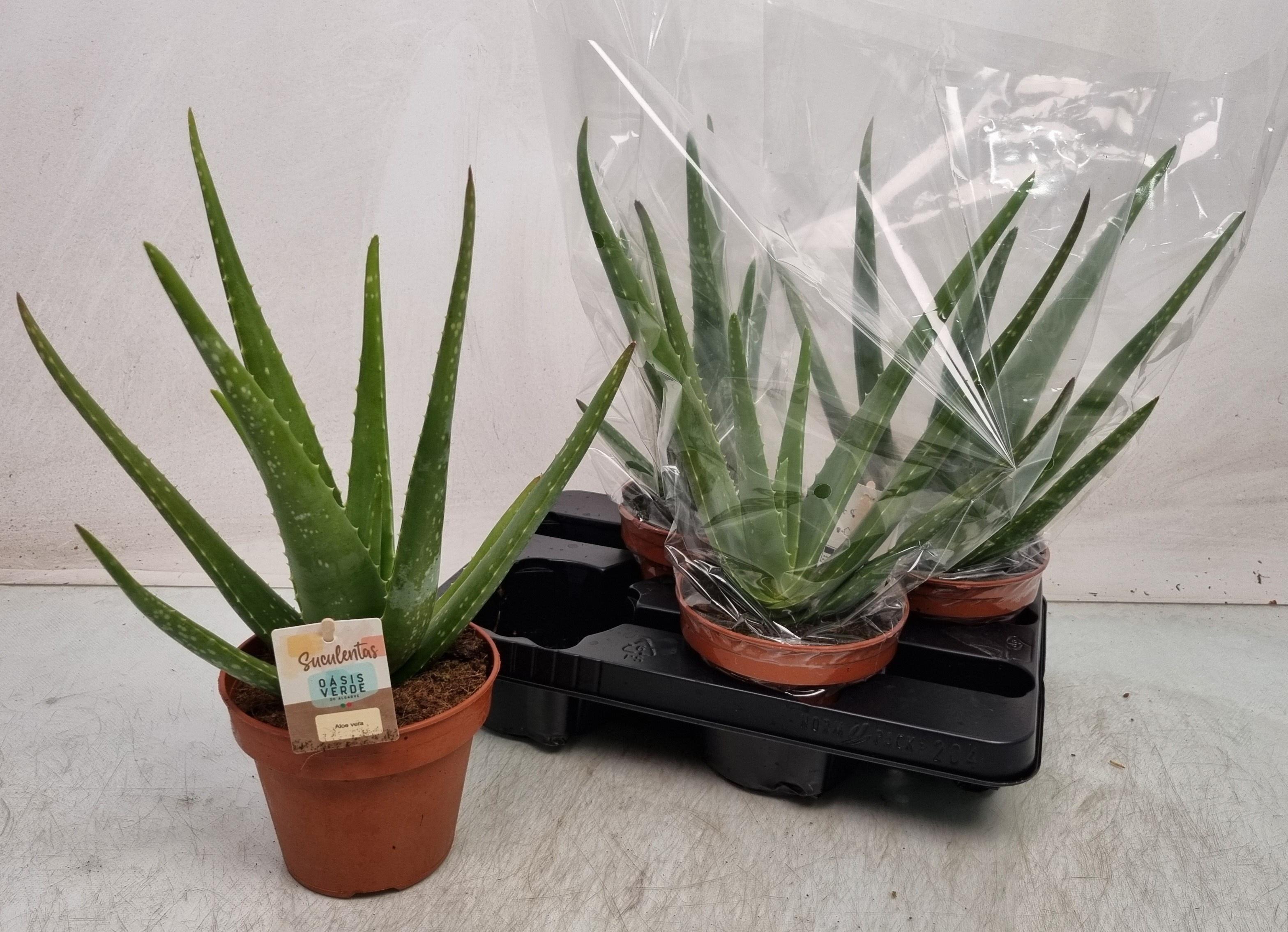 Горшечные цветы и растения оптом Aloe Vera от 4шт из Голландии с доставкой по России