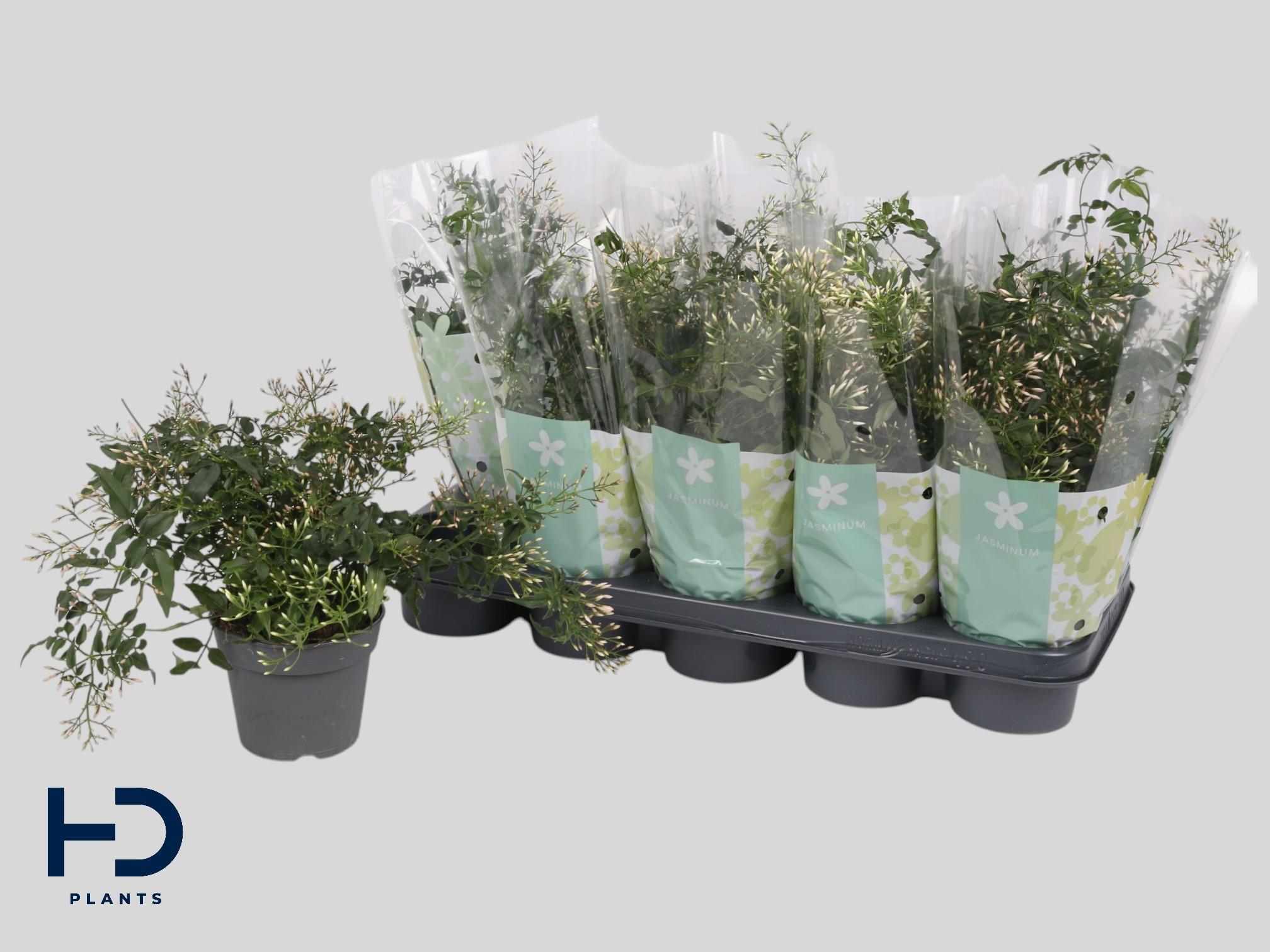 Горшечные цветы и растения оптом Jasm Polyanthum Wit от 10шт из Голландии с доставкой по России