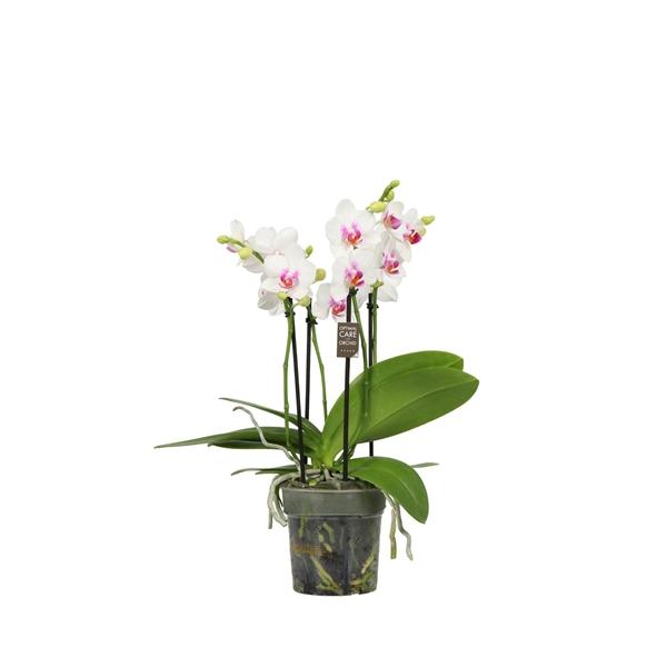 Горшечные цветы и растения оптом Phal 3-5dt Flora White Blush от 6шт из Голландии с доставкой по России