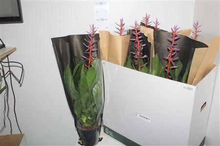 Горшечные цветы и растения оптом Aech Blue Rain от 7шт из Голландии с доставкой по России