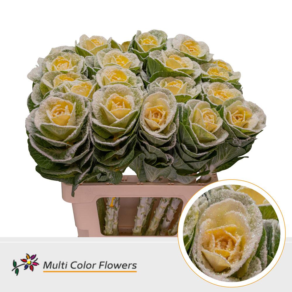 Срезанные цветы оптом Brassica paint marshmallow yellow от 30шт из Голландии с доставкой по России