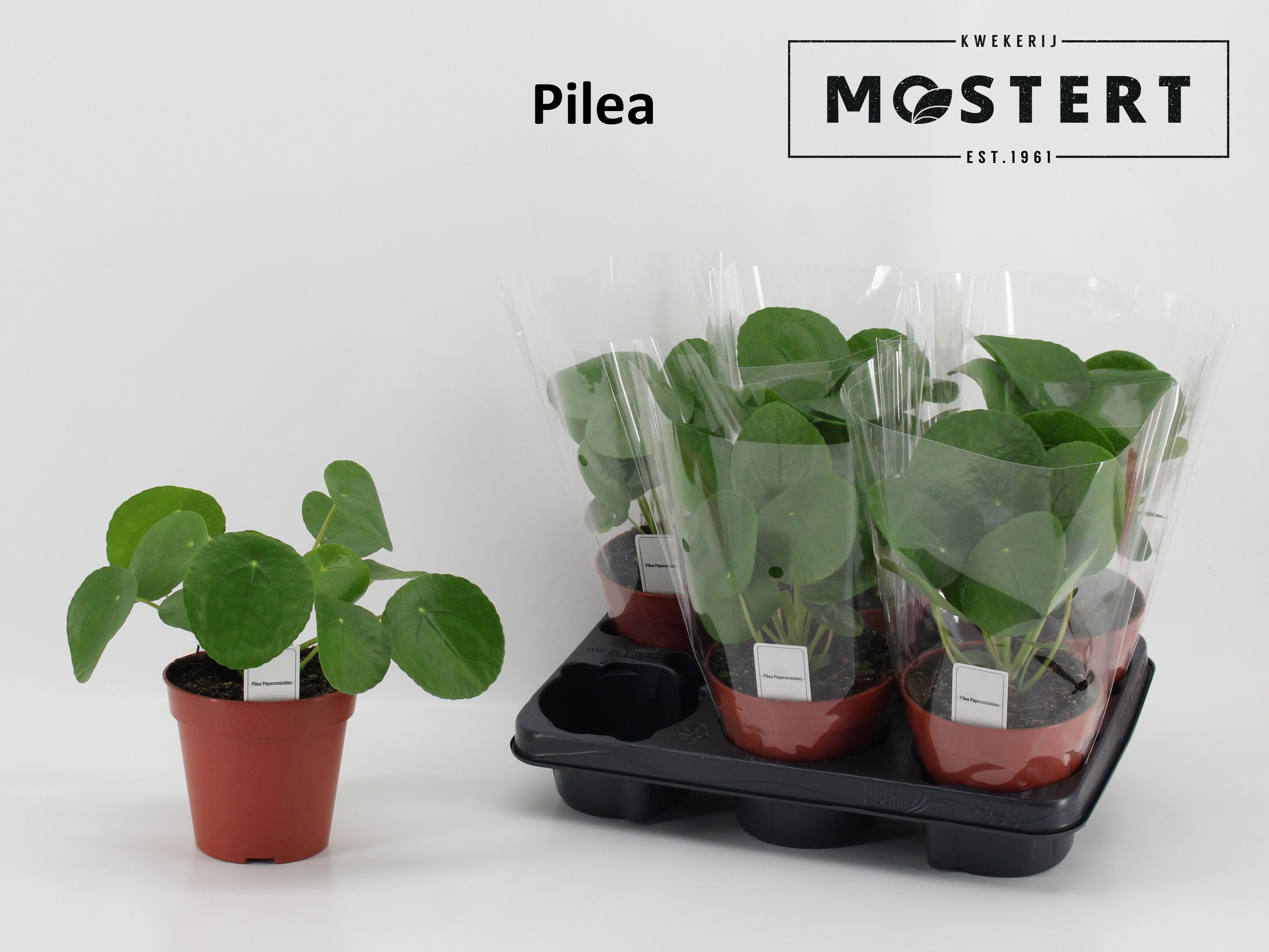 Горшечные цветы и растения оптом Pilea Peperomioides от 6шт из Голландии с доставкой по России