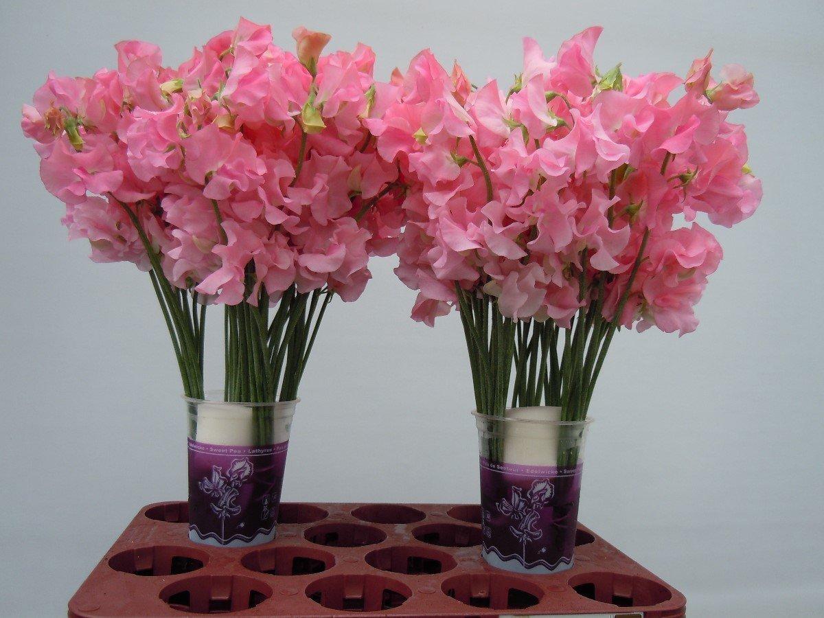 Срезанные цветы оптом Lathyrus winter sunshine pink от 100шт из Голландии с доставкой по России