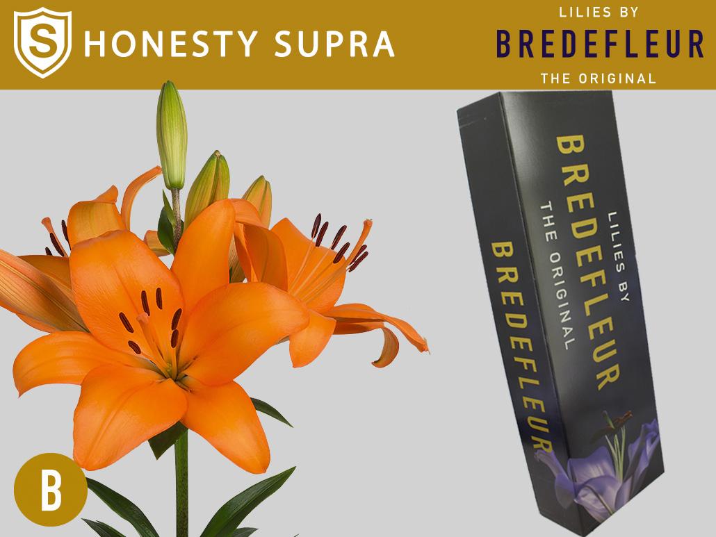 Срезанные цветы оптом Lilium la honesty supra от 80шт из Голландии с доставкой по России