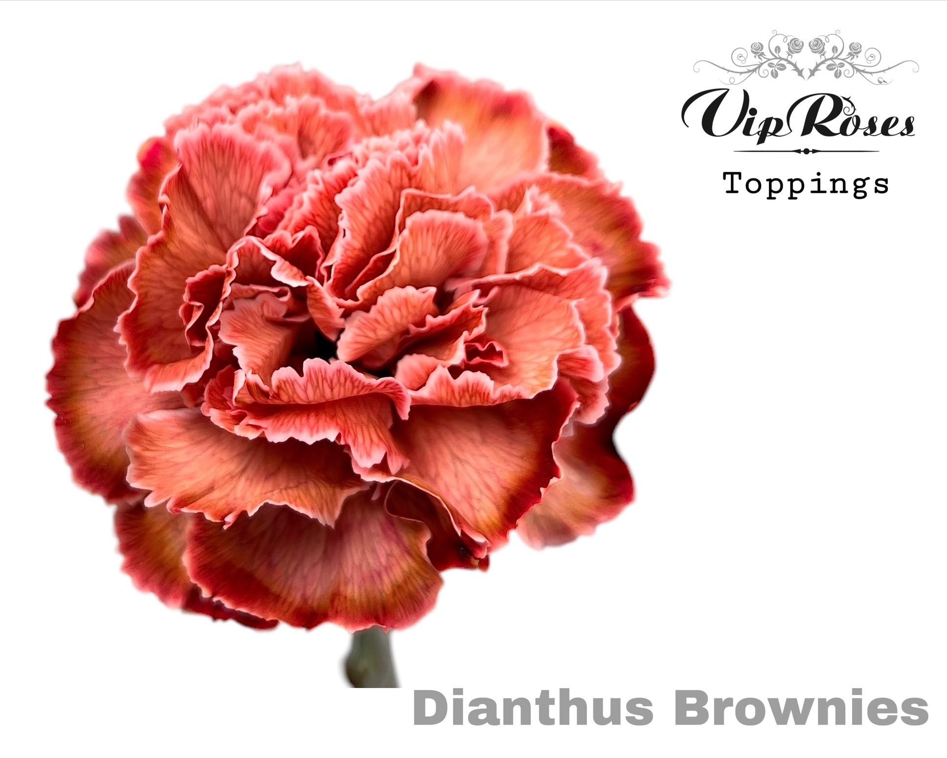 Срезанные цветы оптом Dianthus st paint brownies от 40шт из Голландии с доставкой по России